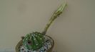 Echinopsis ancistrophora (Echinopsis subdenudata)