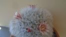 Mammillaria bocasana cv. multilanata