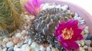 Sulcorebutia heinzii (Rebutia steinbachii)