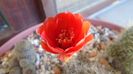 Lobivia arachnacantha v. densiseta (Echinopsis ancistrophora ssp. arachnacantha)
