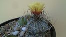 Astrophytum capricorne