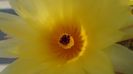 Notocactus submammulosus (Parodia mammulosa)
