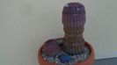 Echinocereus rigidissimus v. rubispinus