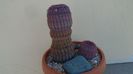 Echinocereus rigidissimus v. rubispinus