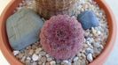 Echinocereus rigidissimus v. rubispinus