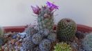 Mammillaria grahamii ssp. sheldonii