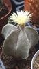 Astrophytum myriostigma columnar