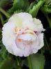 BriD’s Aphrodite