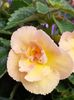 BriD’s Honigblume