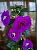 Purple Mystery