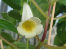 Luci s Yellow Lemon