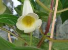 Luci s Yellow Lemon