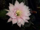 Echinopsis PINK DIAMOND
