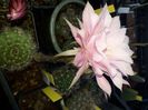 Echinopsis PINK DIAMOND