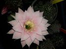 Echinopsis PINK DIAMOND