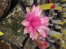 Gymnocalycium horstii ssp Buenekerii