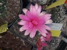 Gymnocalycium horstii ssp Buenekerii