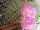 Acanthocalycium violaciflorus