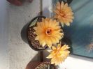Echinopsis hb A61 Aphrodite