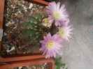 Acanthocalycium violaciflorus