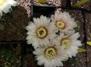 Gymnocalycium sp