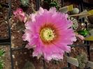 Echinocereus sp