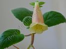 Sinningia Luci s Exotic Juice