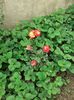 IMG-20200604-WA0013