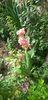 IMG-20200517-WA0017