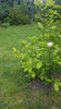 Magnolia x soulangeana
