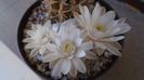 Gymnocalycium damsii v. tucavocense, 2 ex.