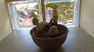 Ficus abutilifolia & Ficus burkei