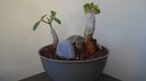 Ficus abutilifolia & Ficus burkei