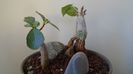Ficus abutilifolia & Ficus burkei