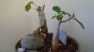 Ficus abutilifolia & Ficus burkei
