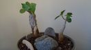 Ficus abutilifolia & Ficus burkei