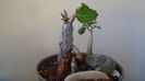 Ficus abutilifolia & Ficus burkei