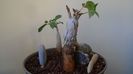 Ficus abutilifolia & Ficus burkei
