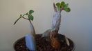 Ficus abutilifolia & Ficus burkei