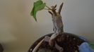 Ficus abutilifolia