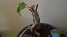Ficus abutilifolia