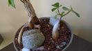 Ficus burkei