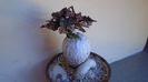 Euphorbia suzannae-marnierae
