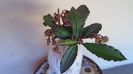 Euphorbia suzannae-marnierae