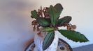 Euphorbia suzannae-marnierae