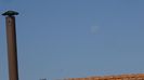 Luna in scadere in Pesti
