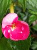 Royal Blush
