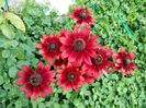 Rudbeckia Cherry