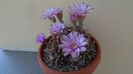 Gymnocalycium friedrichii, colonie