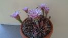 Gymnocalycium friedrichii, colonie